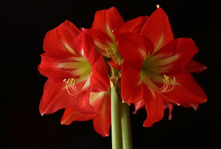 Blossom plant flower petal Photo