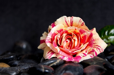 自然 花 植物 花弁 写真