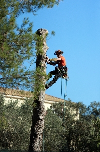 Work tree plant adventure Photo