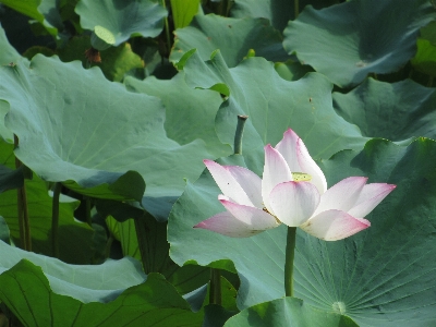 Anlage blatt blume blütenblatt Foto