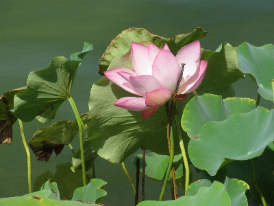 Anlage blume blütenblatt teich Foto