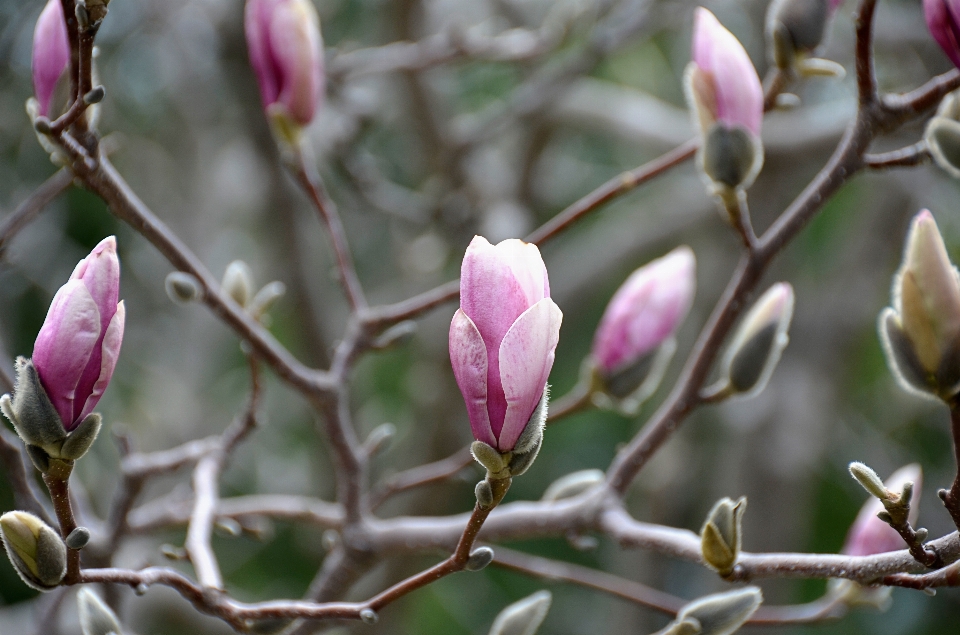 Baum natur zweig blüte