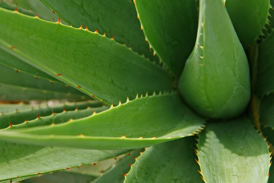 Nature cactus
 usine feuille