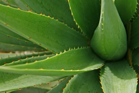 Zdjęcie Natura kaktus
 zakład liść