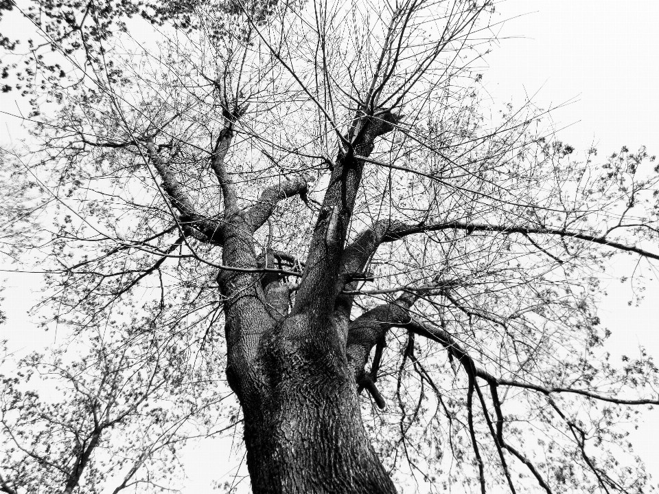 Arbre nature bifurquer noir et blanc
