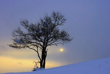 Ağaç doğa dal dağ Fotoğraf