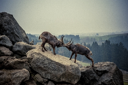 Nature rock wilderness animal Photo