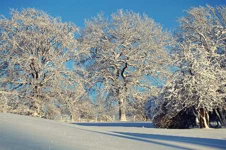 Landscape tree nature branch Photo