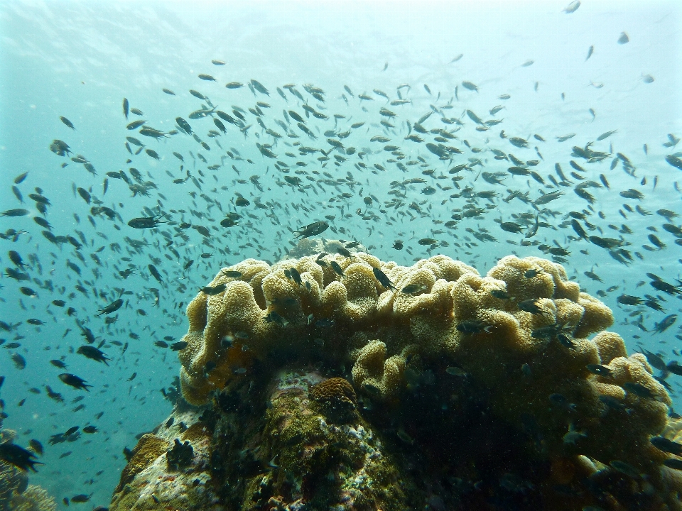 海 海洋 水下 生物学