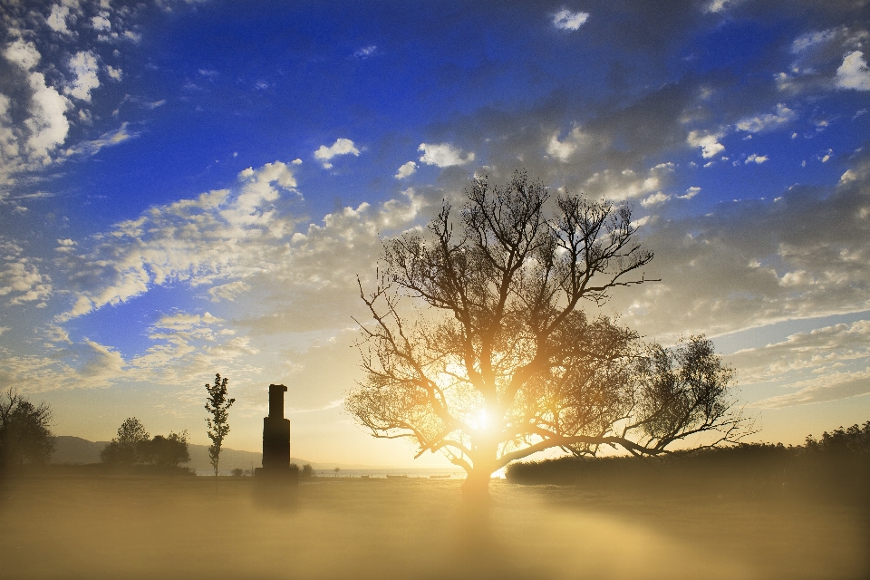 Landscape tree nature horizon