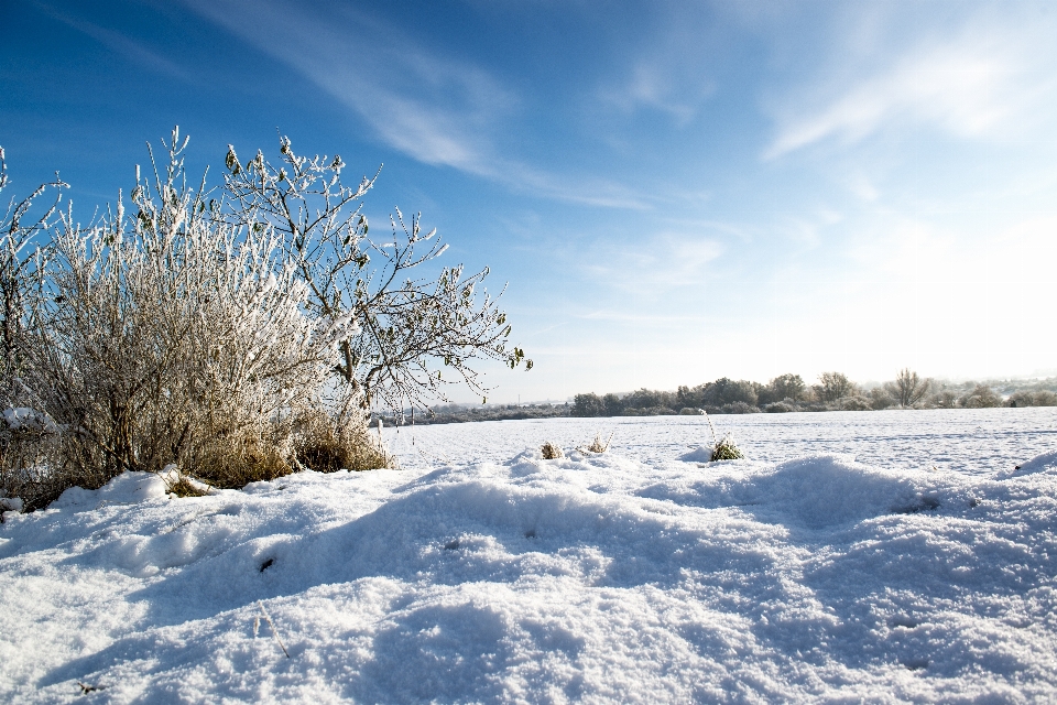 Paisaje árbol naturaleza nieve