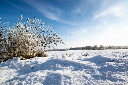 Landscape tree nature snow Photo