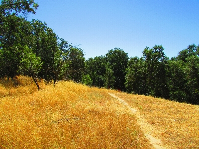 Landscape tree nature forest Photo