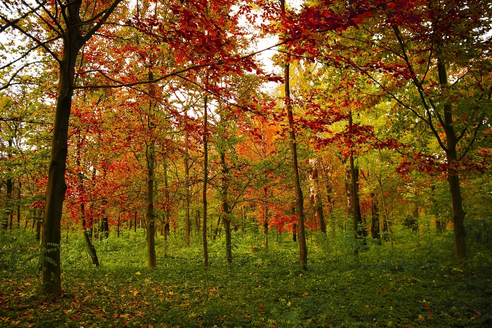 Landscape tree nature forest