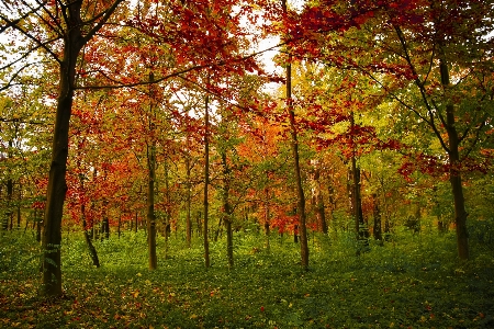 Landscape tree nature forest Photo