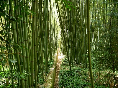 Tree forest grass branch Photo