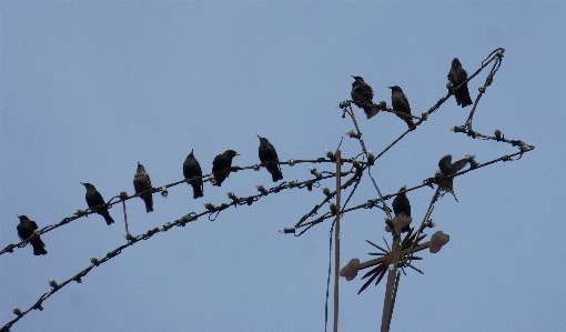 Foto Pohon cabang burung pagar