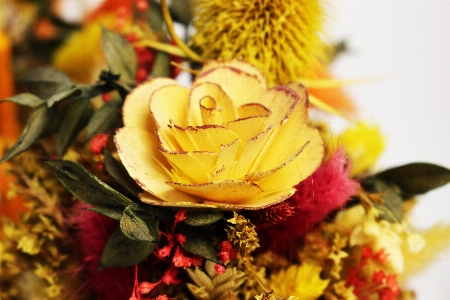 植物 花 花弁 装飾 写真