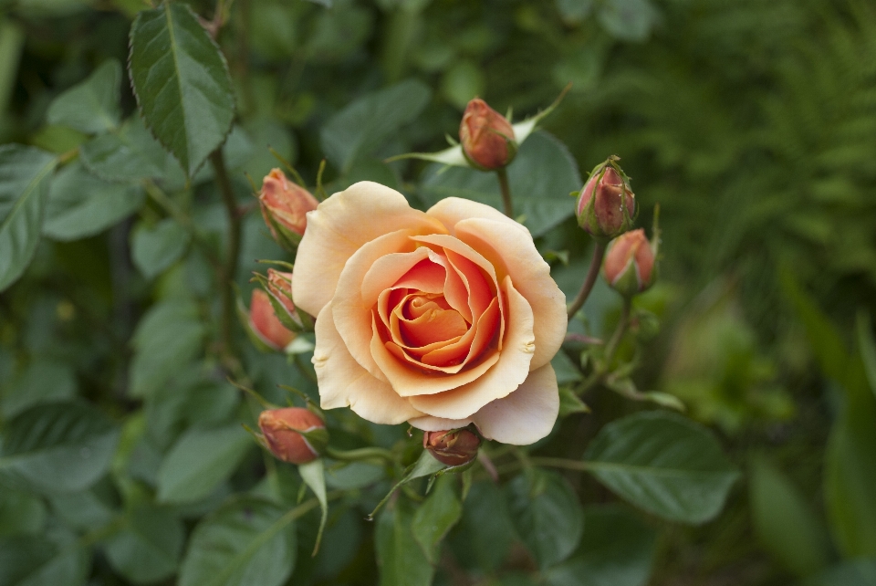 Natur anlage blume blütenblatt