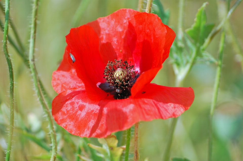 Natur blüte anlage wiese
