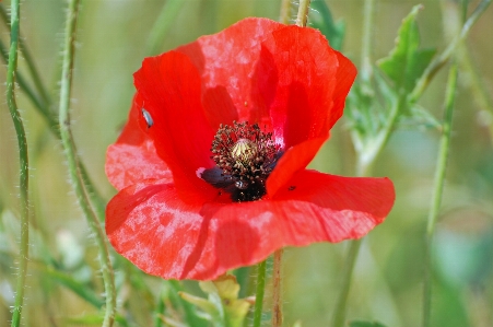 Photo Nature fleurir usine prairie
