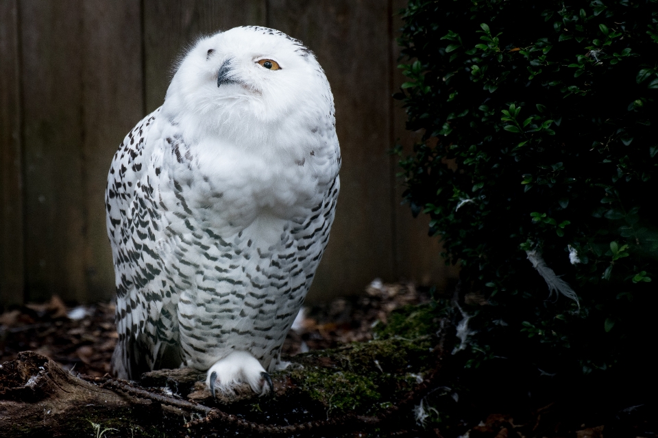 Forêt oiseau blanc animal