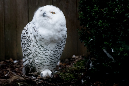 Forest bird white animal Photo