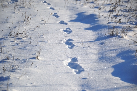 Nature path snow cold Photo