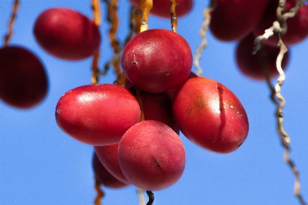 Foto Alam cabang tanaman buah