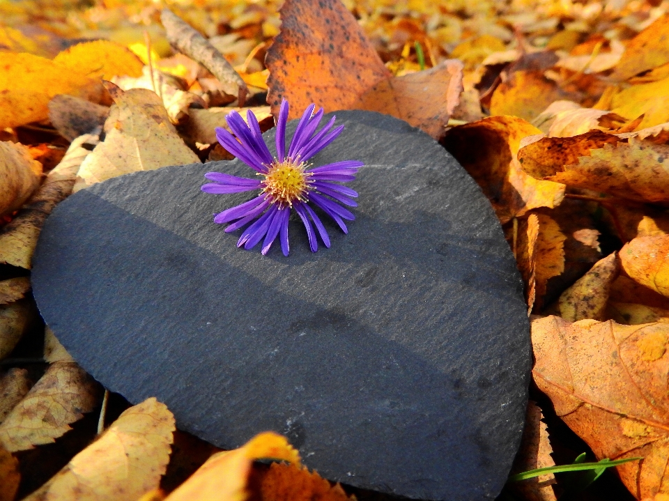 Baum natur rock blüte