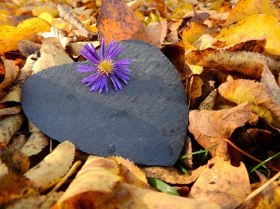 Nature blossom plant leaf Photo