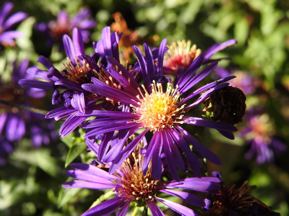 Natura fiore pianta viola