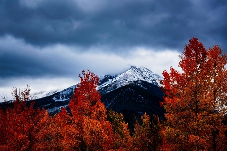 Landscape tree nature forest Photo