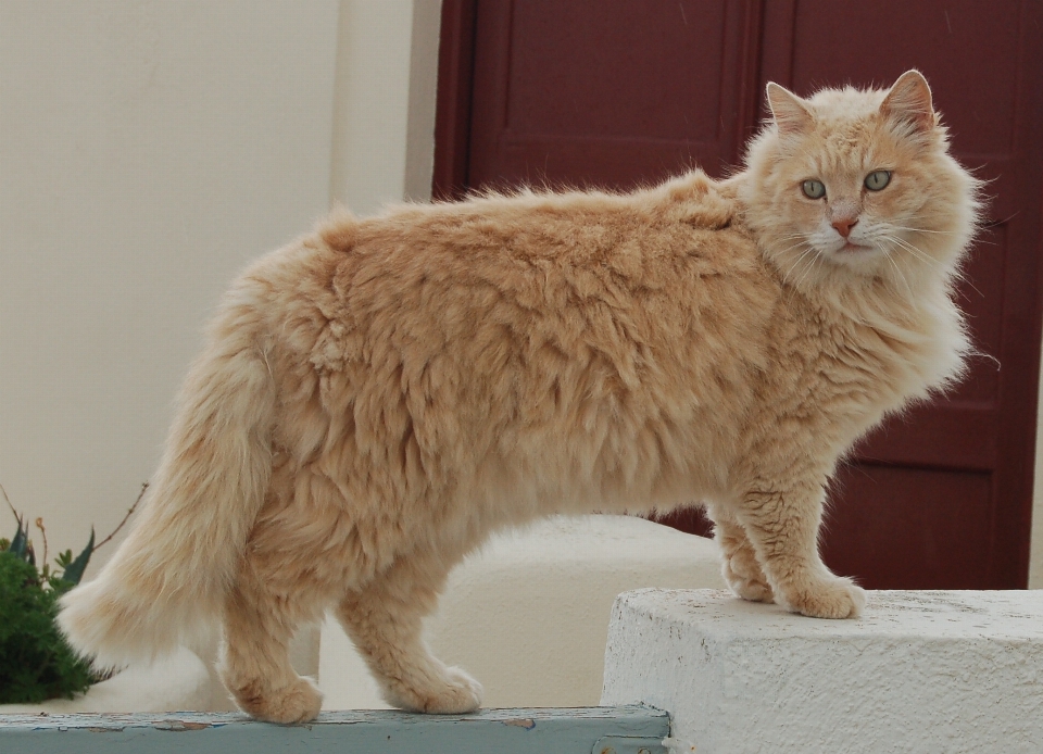 Animal gato mamífero bigote
