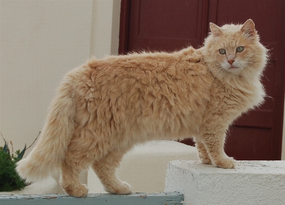 Foto Animale gatto mammifero baffo
