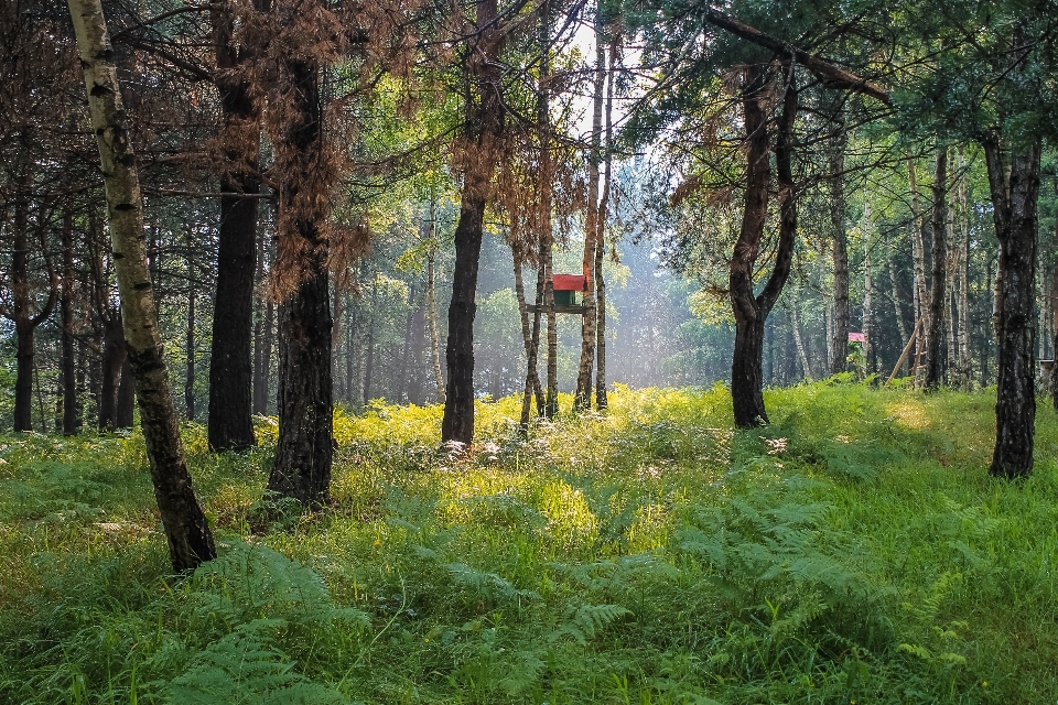 árvore natureza floresta grama