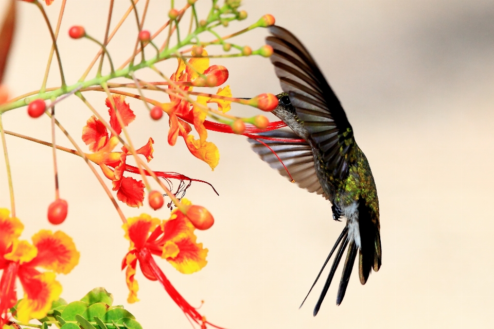 Bifurquer oiseau aile feuille