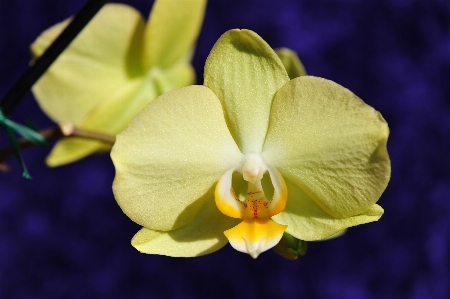 花 植物 写真撮影 花弁 写真