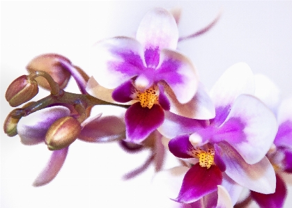 Blossom plant white flower Photo