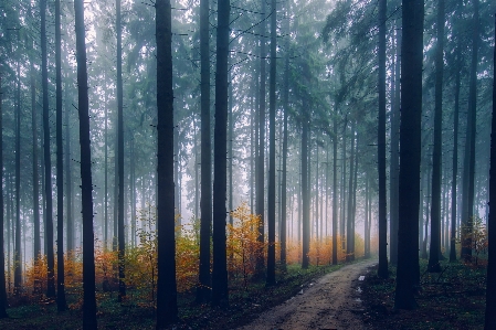 Landscape tree nature forest Photo