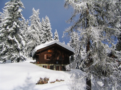 Tree mountain snow winter Photo