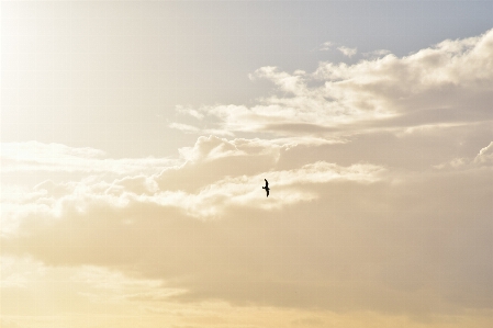 Landscape nature horizon wing Photo