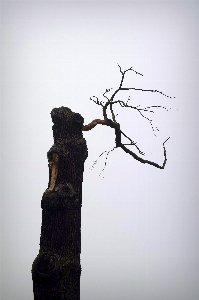 Hand tree branch cold Photo