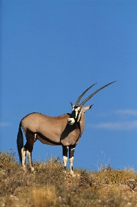 Nature grass sky prairie Photo