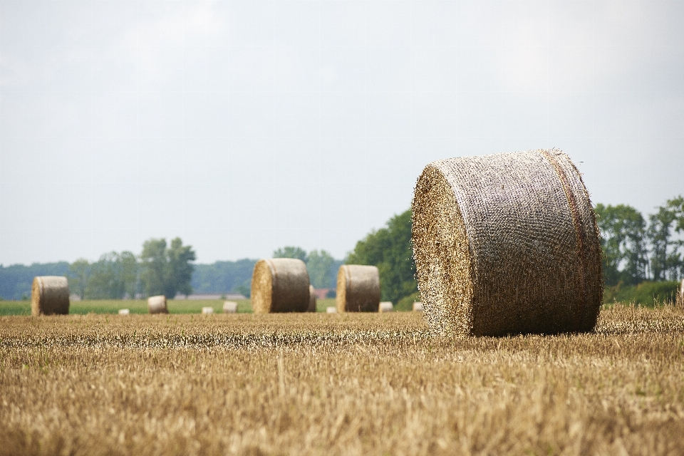 Krajobraz natura trawa zakład