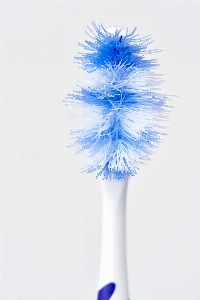 Bird flower brush clean Photo