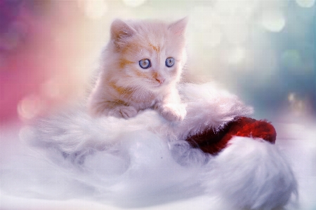 Winter sweet animal cute Photo