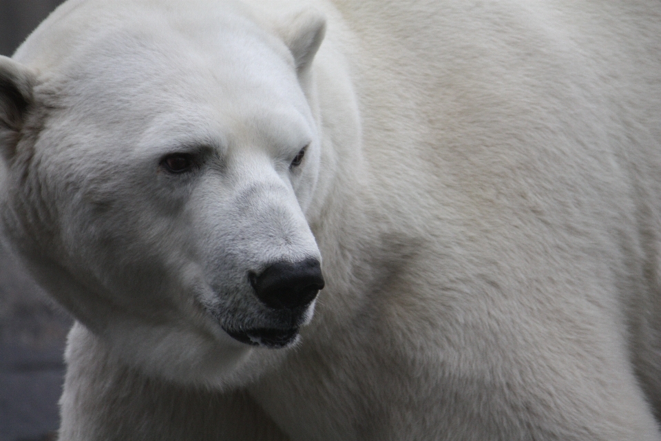 Tragen zoo säugetier eisbär
