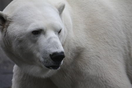 Bear zoo mammal polar Photo