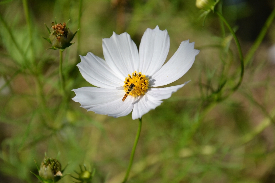 Nature blossom plant white